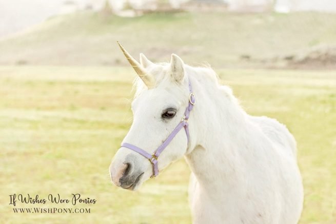 Gold Unicorn Horn for Horse
