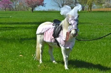 Wishpony Pony Barding