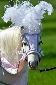 Wishpony Barding