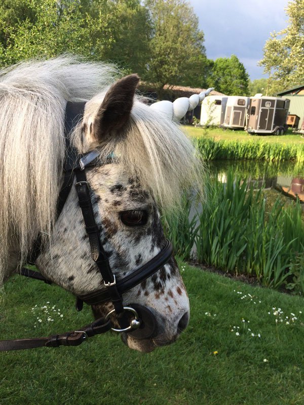 Unicorn Pony