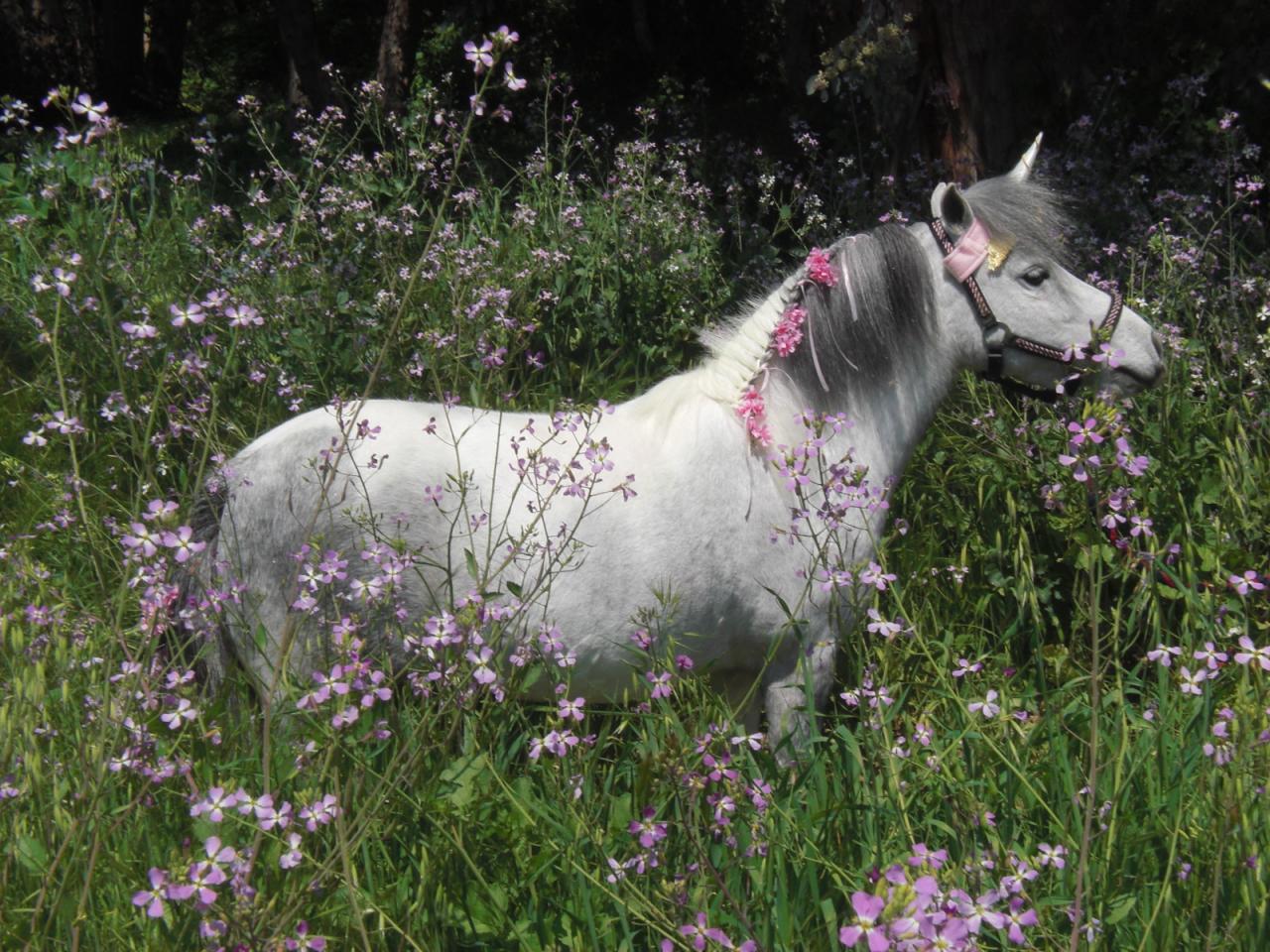 Unicorn Browband™