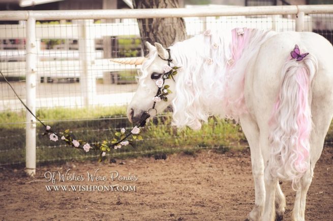 Unicorn Photography