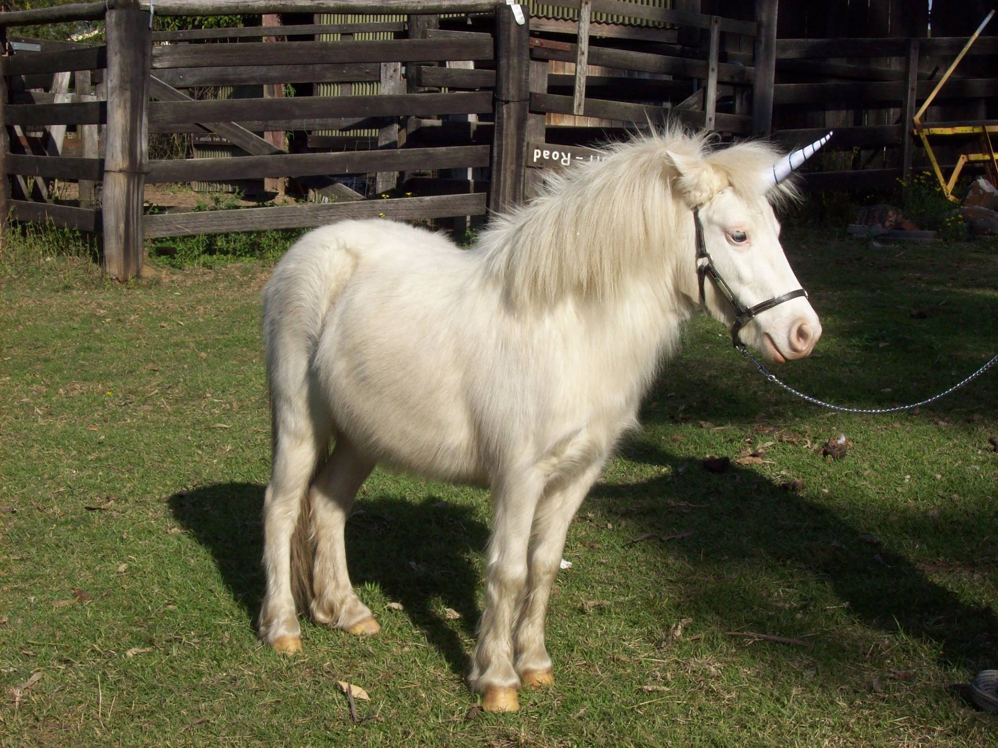 Classic Natural-Look Unicorn Horn™