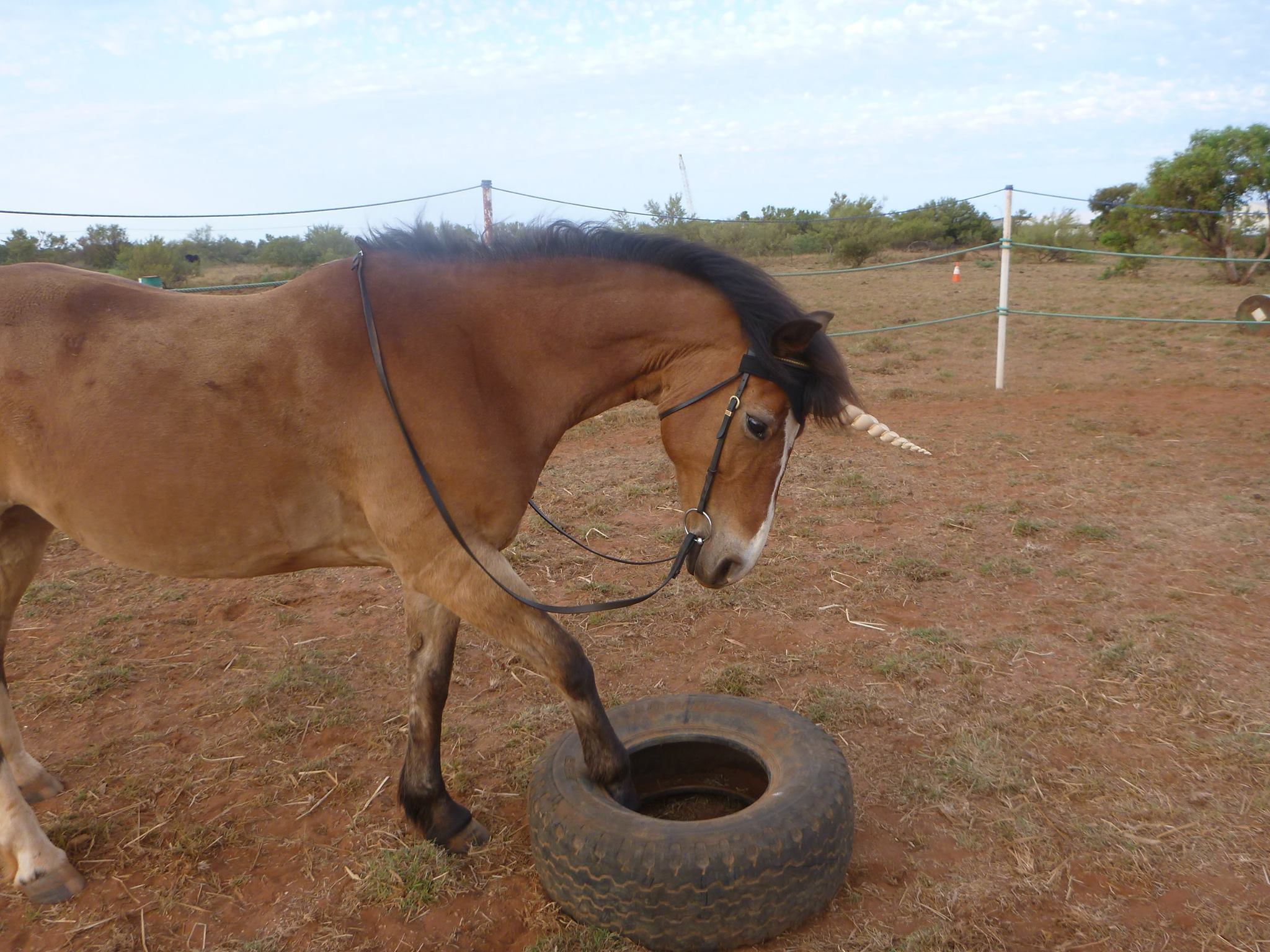 Contoured Unicorn Browband™
