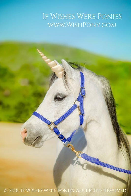 Unicorn Horn for Horse Pony
