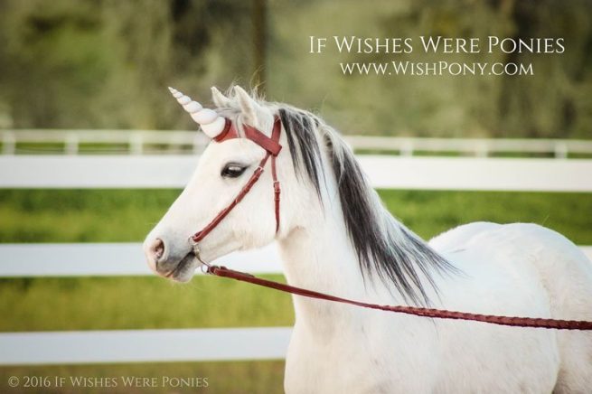 Unicorn Show Browband