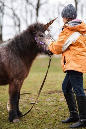 Unicorn horn pony