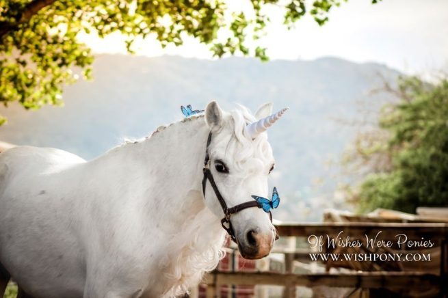 Unicorn Horn for Horse