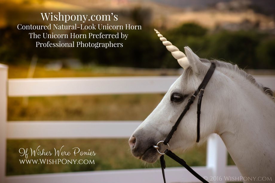 Unicorn Horse Photography