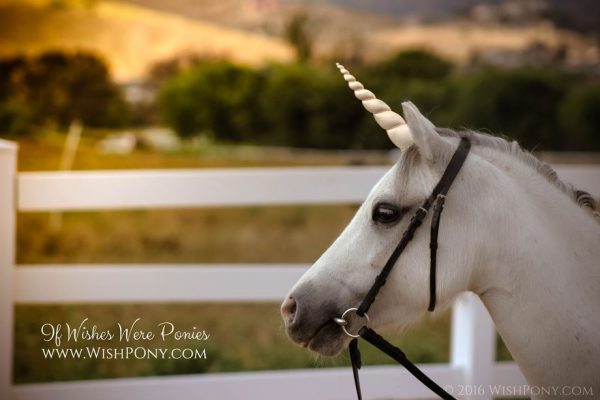 Unicorn Horn for Horse