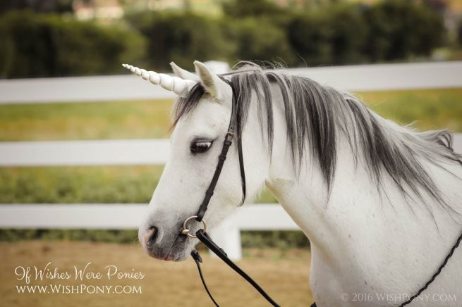 White Unicorn Horn from Wishpony,com