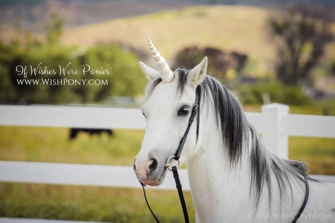 White Gold Horn for Pony Horse