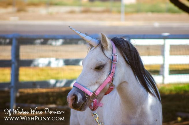Unicorn Horn for Horse