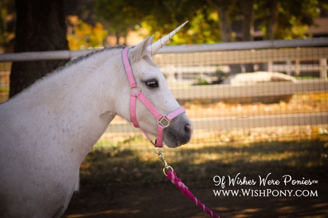 Unicorn Horn for Horse