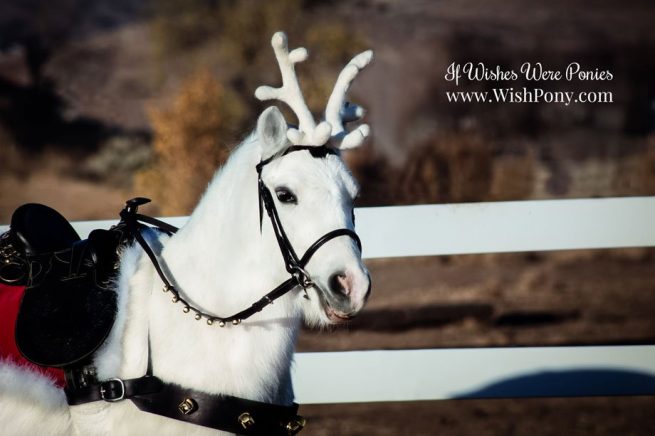 Reindeer Antlers for Horses Ponies