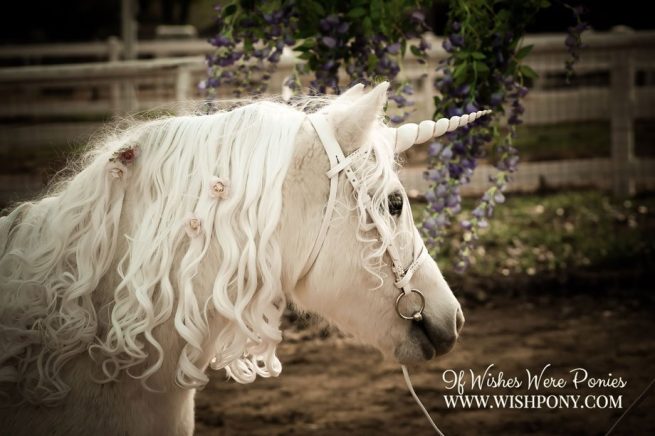 WishPony Ivory and Gold Unicorn Horn for Horses or Ponies