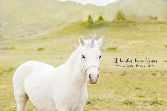 Wishpony.com Custom Unicorn Horns and Halters