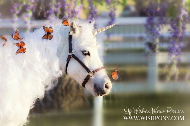 Friendly Monarch Nose Butterfly for Horse and Unicorn Photography - Image 5
