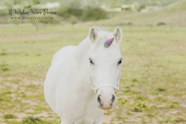 "Twilight" Rainbow Unicorn Horn for Horses & Ponies - Made to Order