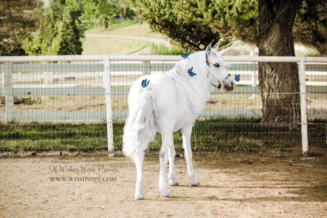 White Unicorn Blue Butterflies