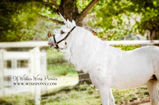Unicorns and Butterflies