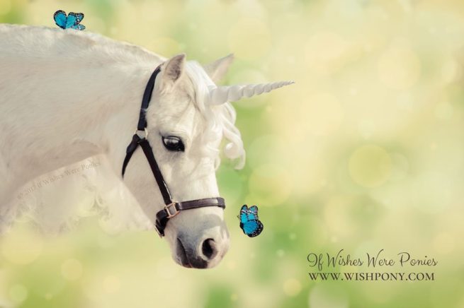 Friendly Monarch Nose Butterfly for Horse and Unicorn Photography - Image 2