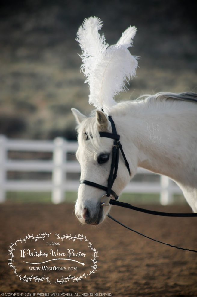 Safety Plume Holder for Bridles and Halters - Custom Colors and Feather Options - Image 4