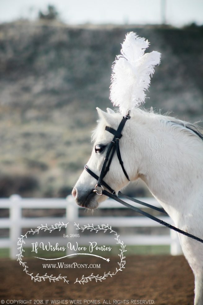 Safety Plume Holder for Bridles and Halters - Custom Colors and Feather Options