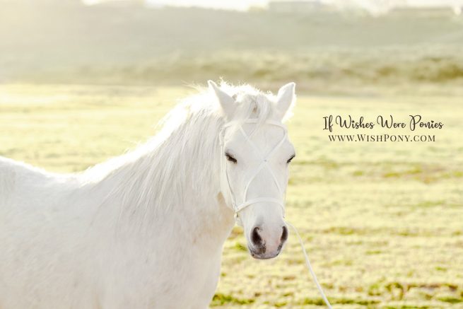 Wishpony.com White Show Halter