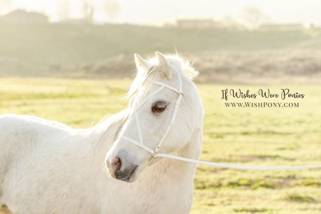 WishPony Custom White Headstall