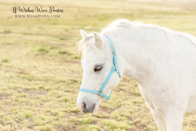Blue heather halter from Wishpony.com