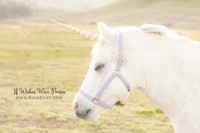 Custom Unicorn Horns and Leather Halters by Wishpony.com