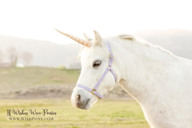 Custom horse halters Lavender