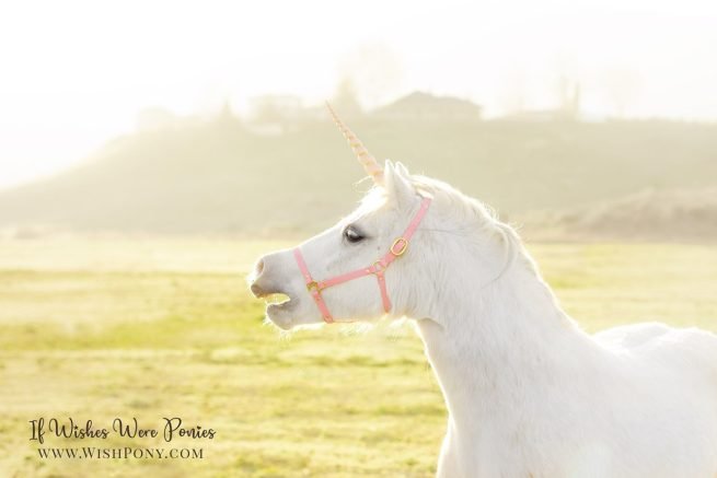 Pink Beta Biothane Breakaway Halter - Pony Size - Ready to Ship
