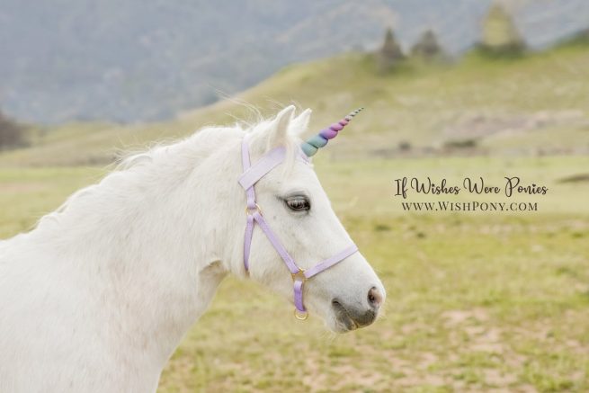Wishpony.com Rainbow Unicorn Browbands for Horses