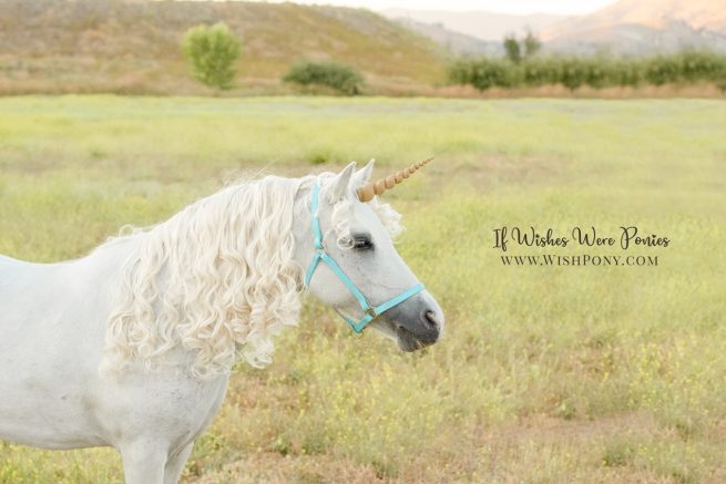 5.5" Antique Gold Matte Contoured Natural-Look Unicorn Horn™ - Miniature Horse or Small Pony Size - Ready to Ship (Detachable Loops) - Image 2