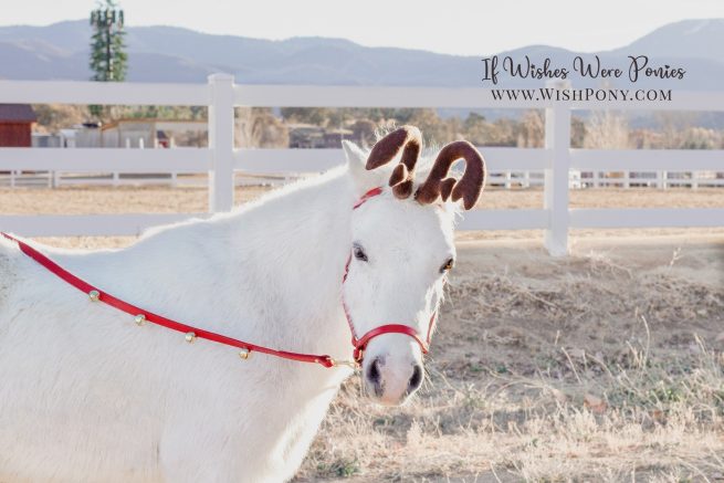 Reindeer Antlers on Leather Browband For Miniature Horse, Pony, or Cob (Custom)