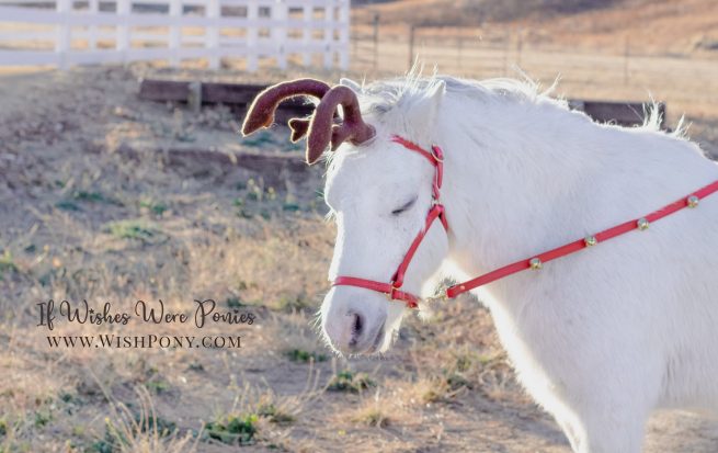 Reindeer Antlers on Leather Browband For Miniature Horse, Pony, or Cob (Custom) - Image 3