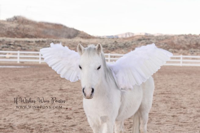 WishPony.com Pegasus Wings for Horses and Ponies