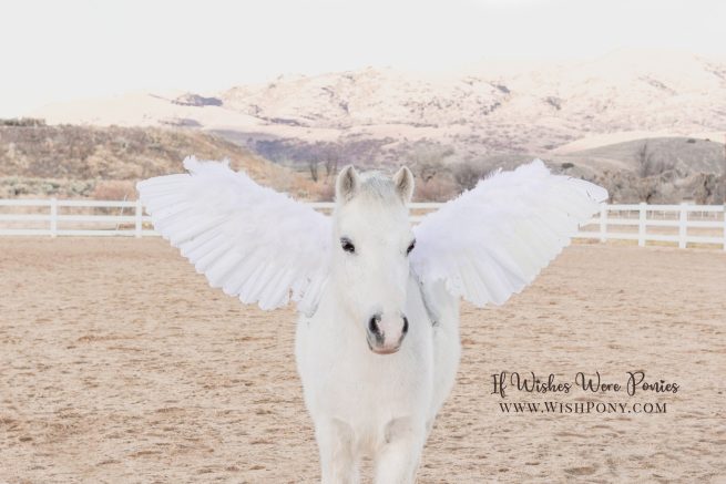 18" Professional Grade Pegasus Wings for Miniature Horses and Small Ponies - Custom Colors and Options