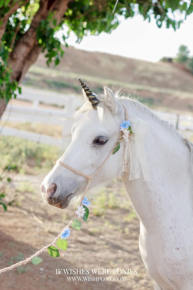 Custom Rustic Photography Halter & Lead With Blue and Cream Flowers Mini to Pony Size - Image 4
