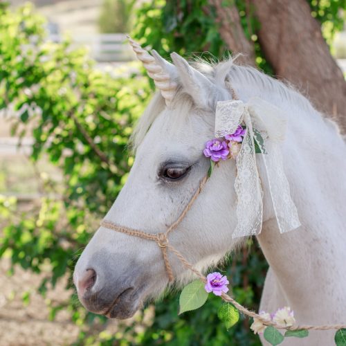 Custom Rustic Photography Halter & Lead With Purple and Yellow Flowers Mini to Pony Size