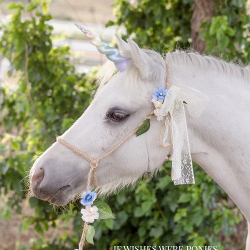 Custom Rustic Photography Halter & Lead With Blue and Cream Flowers Pony and Mini Size