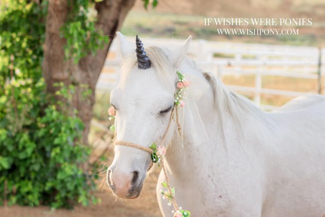 Custom Rustic Photography Halter & Lead With Pink Roses & Baby's Breath Mini to Pony Size - Image 3