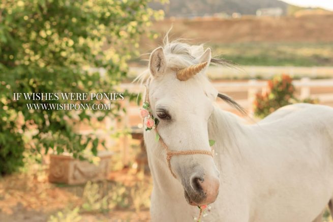 Custom Rustic Photography Halter & Lead With Pink Roses & Baby's Breath Mini to Pony Size - Image 2