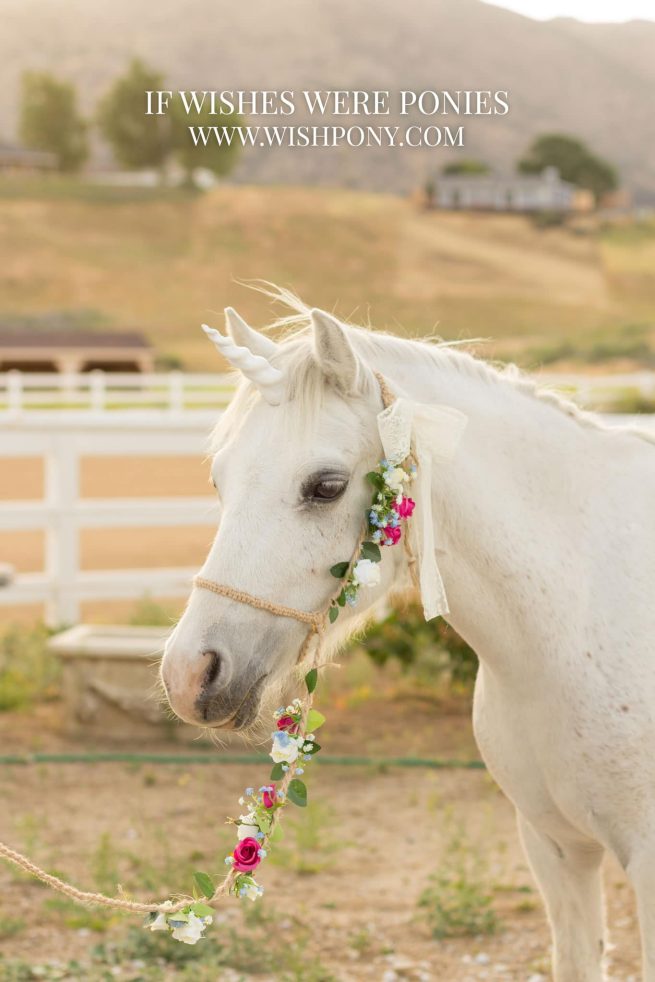 Custom Rustic Photography Halter & Lead With Multi-Colored Roses & Baby's Breath Cob and Horse Size