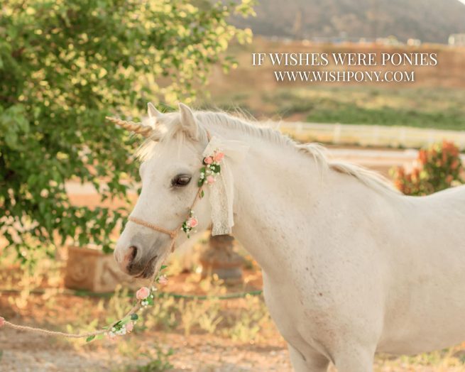 Custom Rustic Photography Halter & Lead With Pink Roses & Baby's Breath Mini to Pony Size