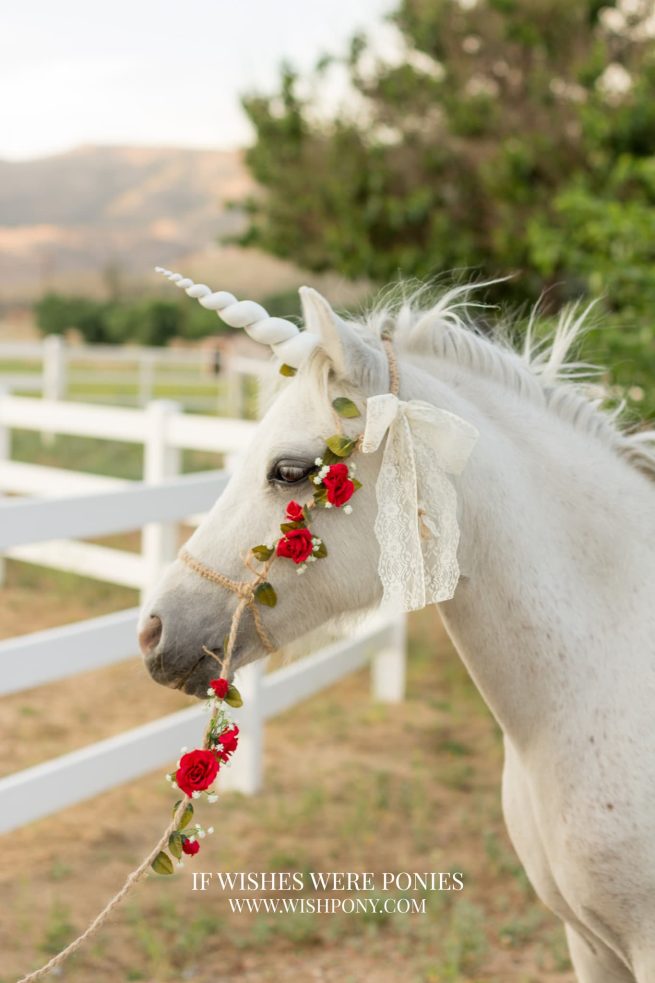 Custom Rustic Photography Halter & Lead With Red Roses and Baby's Breath Mini and Pony Size (Discounted)