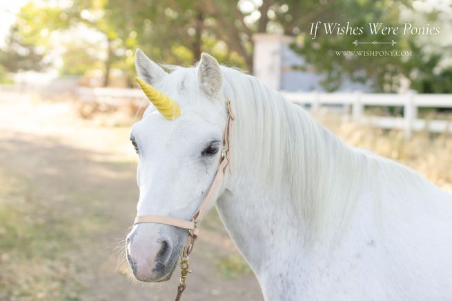 5.5" Buttercup Yellow Contoured Natural-Look Unicorn Horn - Miniature Horse or Small Pony Size - Ready to Ship (Detachable/Replaceable Loops)